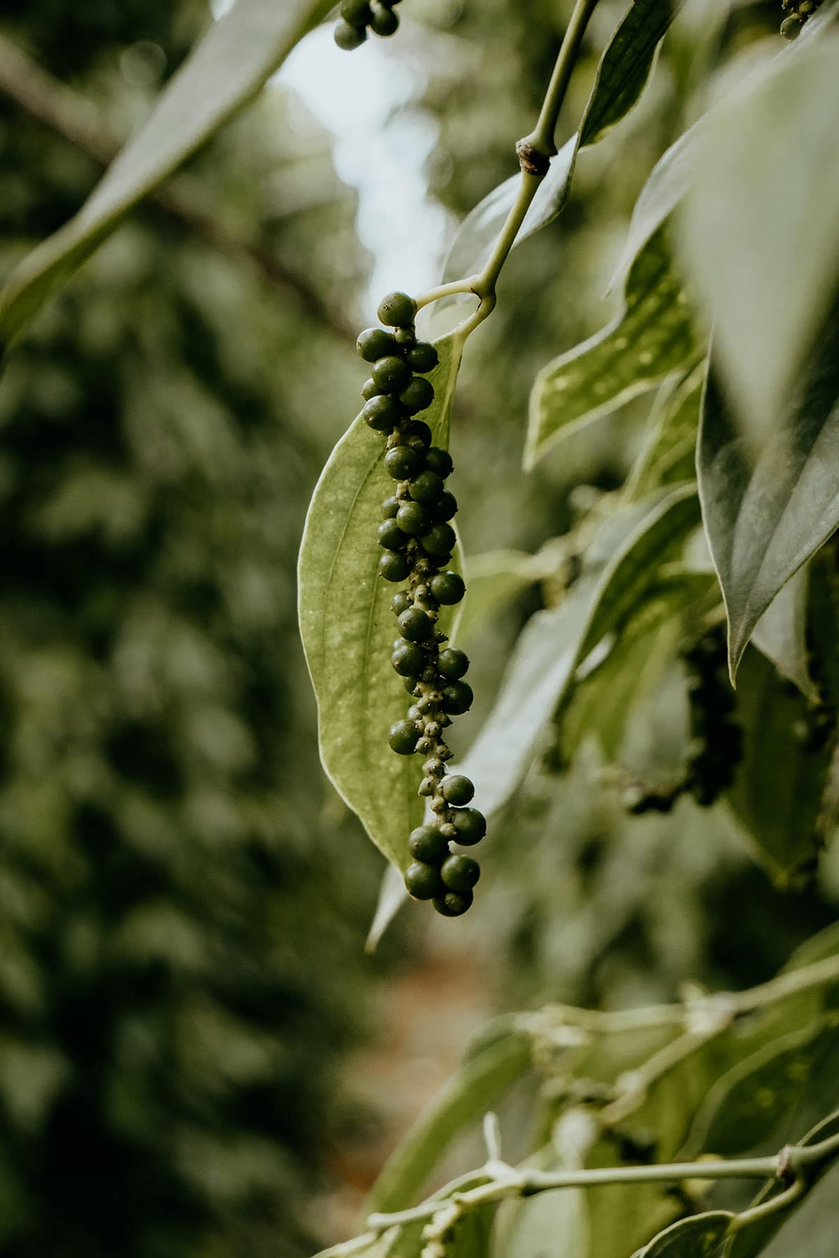 Kampot Pepper | Things to do in Kampot