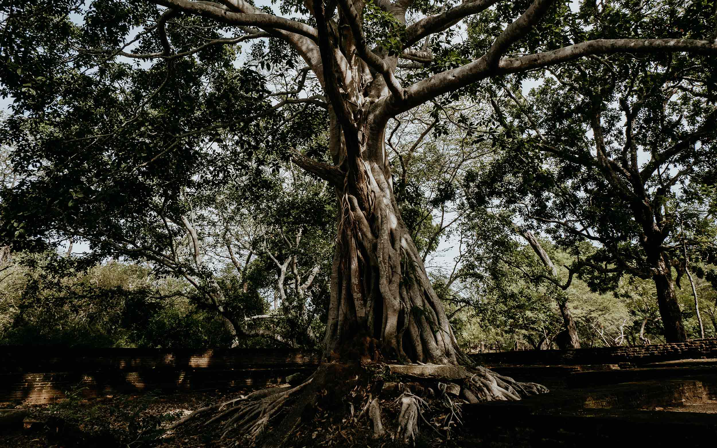 Bodhi tree | Polonnaruwa things to do