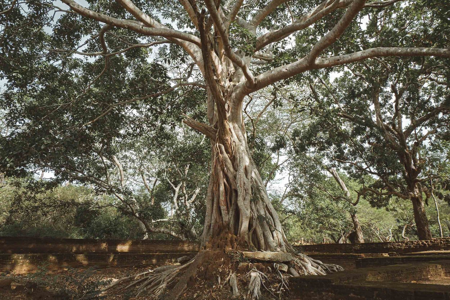 Bodhi Tree in Sri Lanka