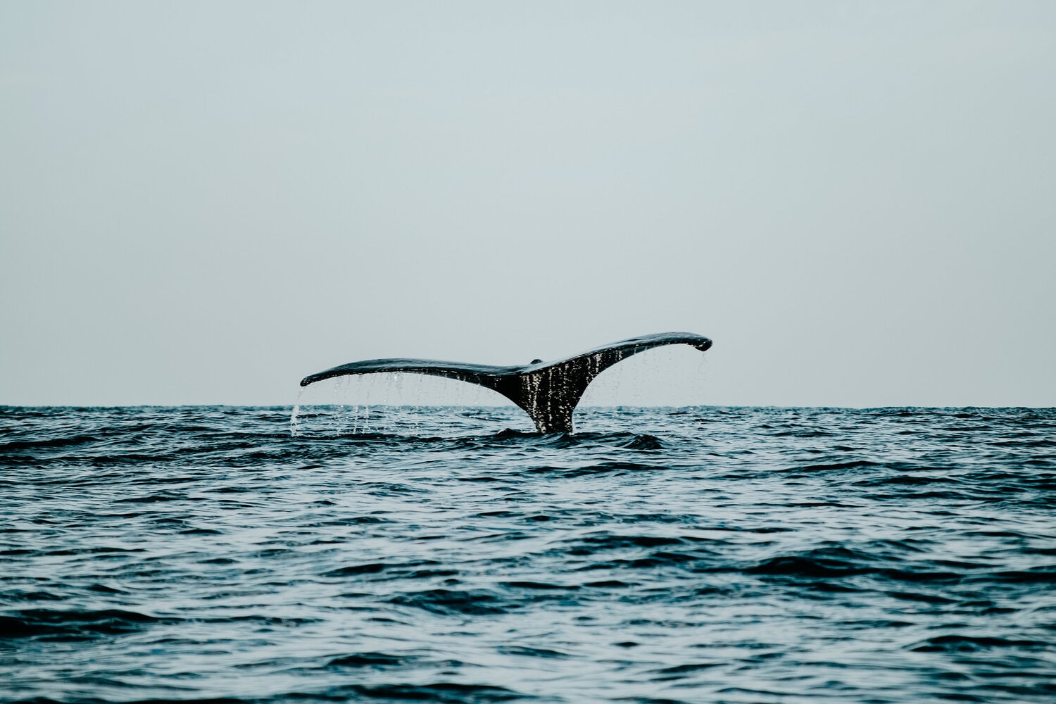 Whale watching | Things to do in Mirissa Sri Lanka