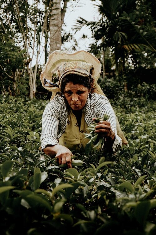 Tea plantation Ella Sri Lanka