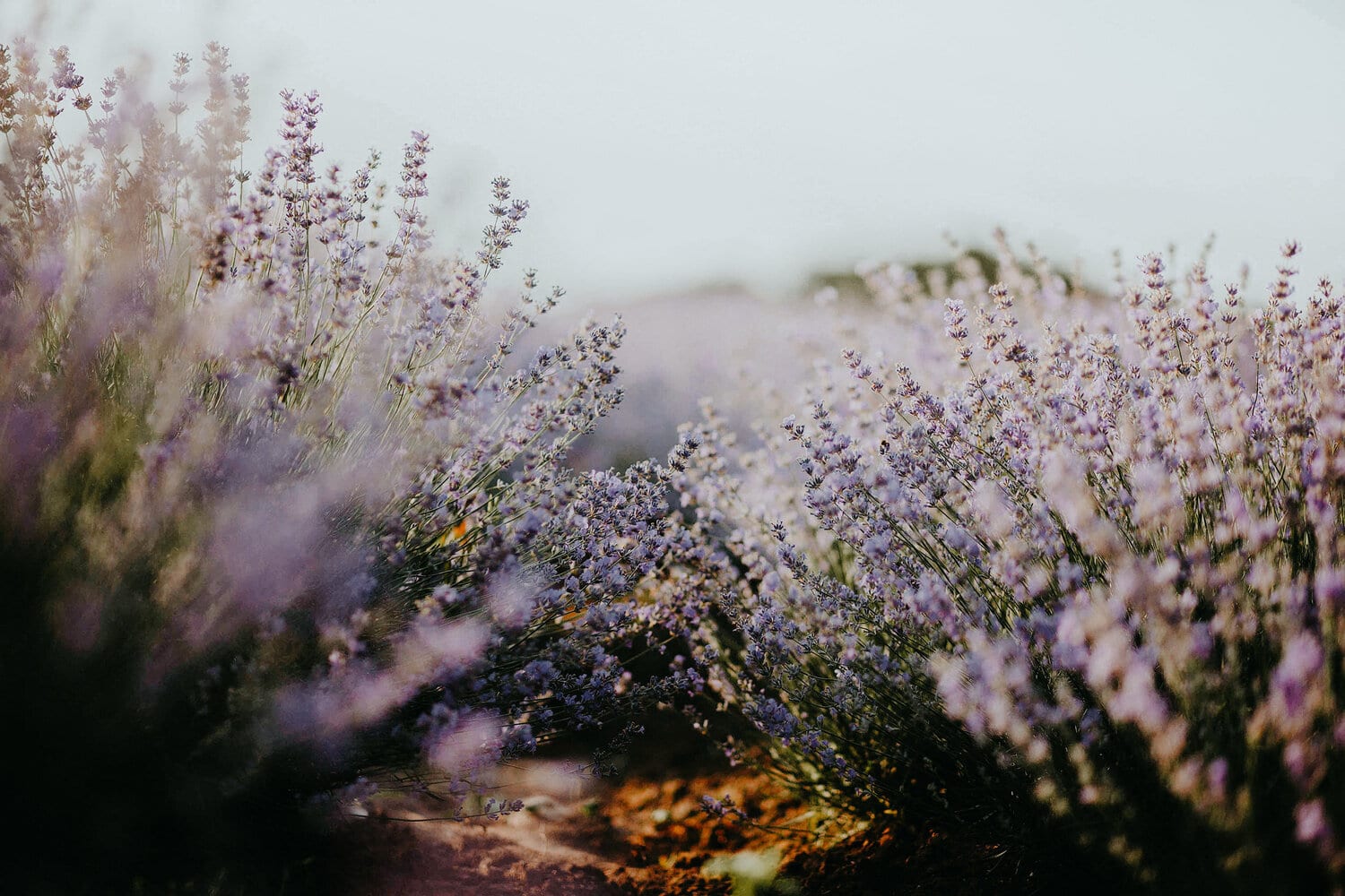 Lavender fields Brusje | Things to do on Hvar