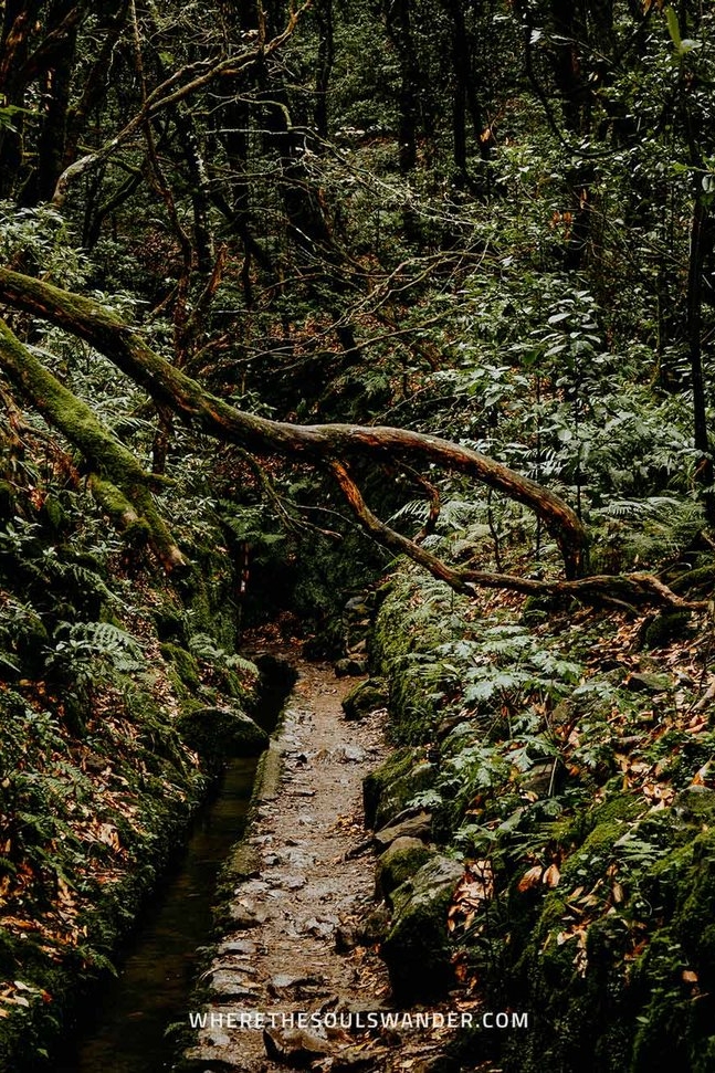 Best levada walks Madeira