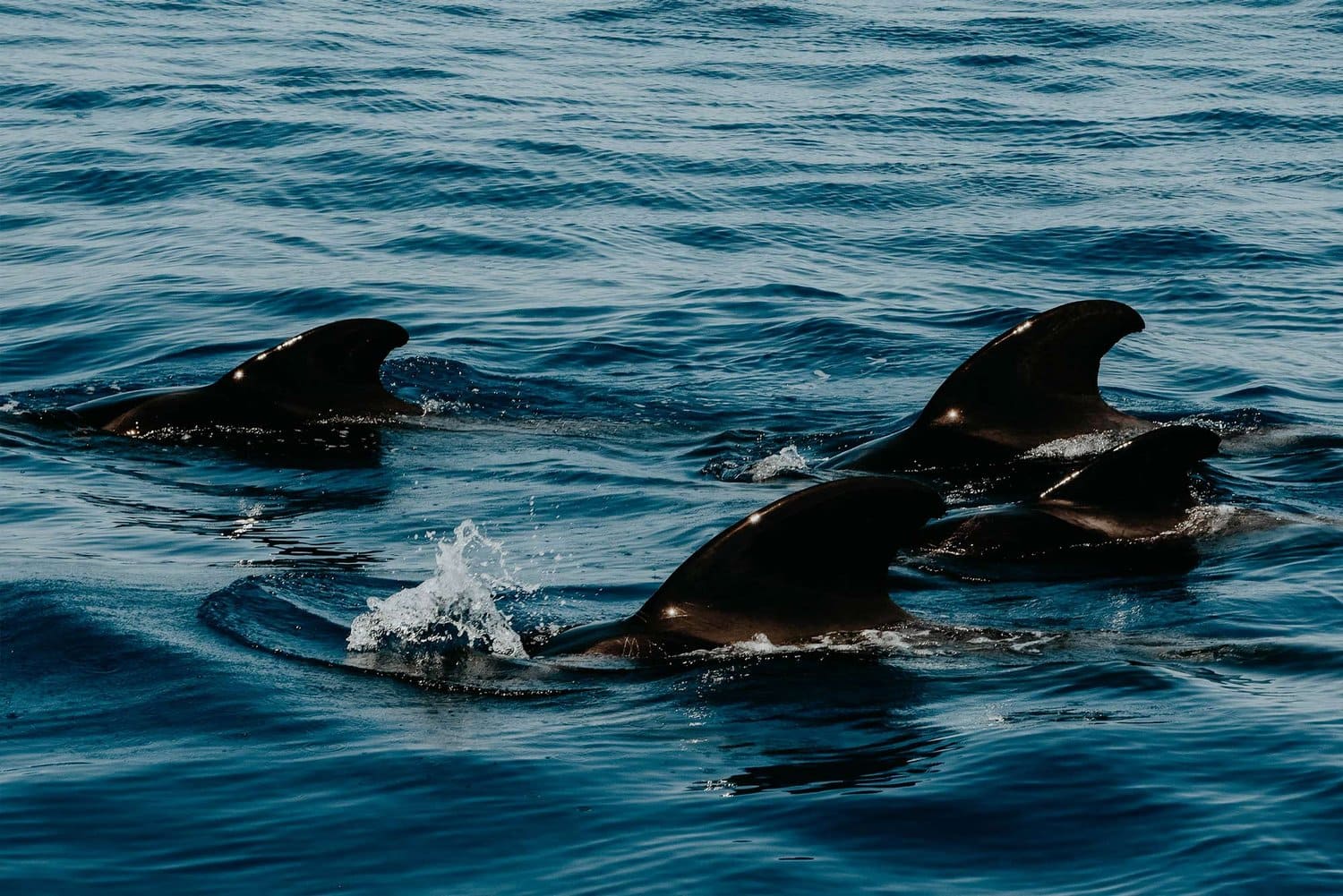 Dolphin and whale watching tour | Things to do in Funchal