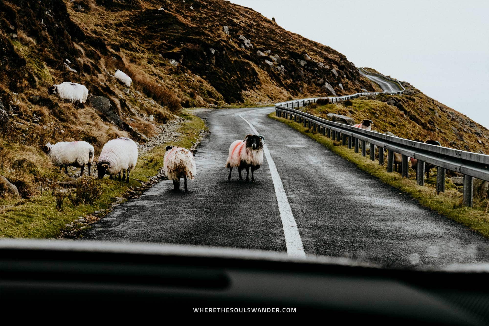 Sheep | Driving in Ireland