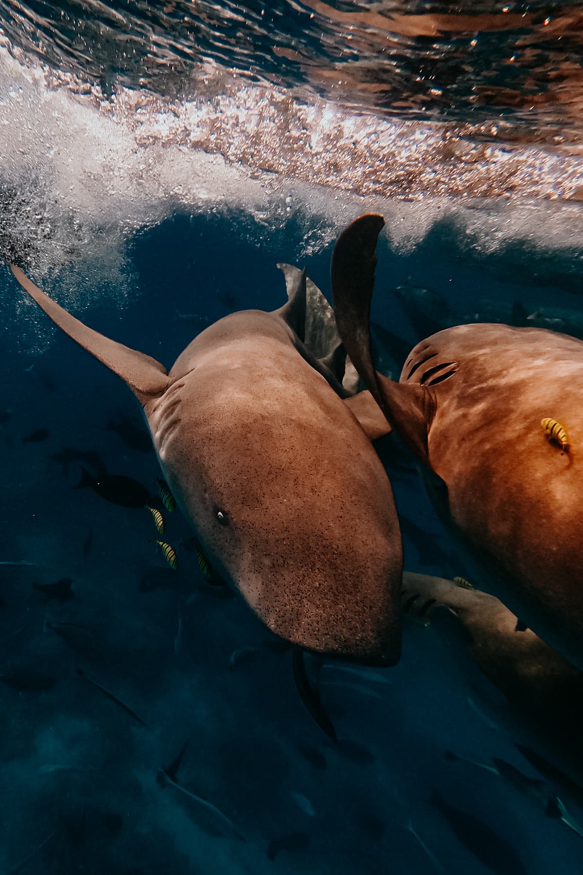 Diving | Why visit Maldives