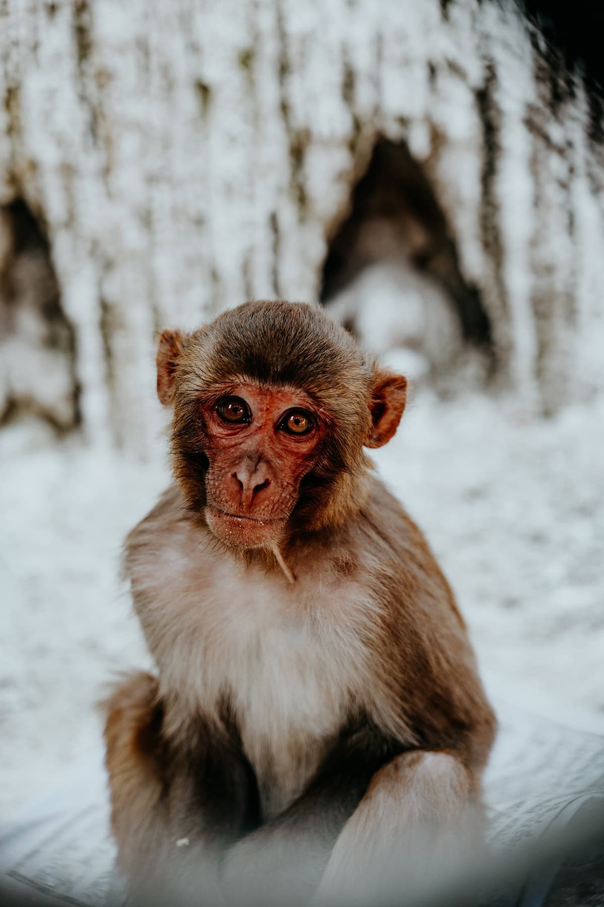 monkey temple kathmandu