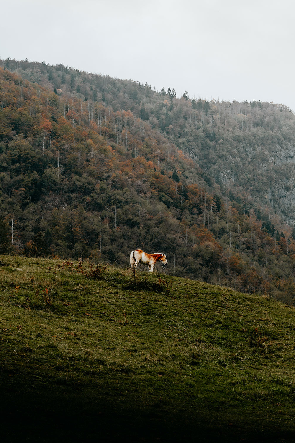 Voje Valley Things to do in Bohinj