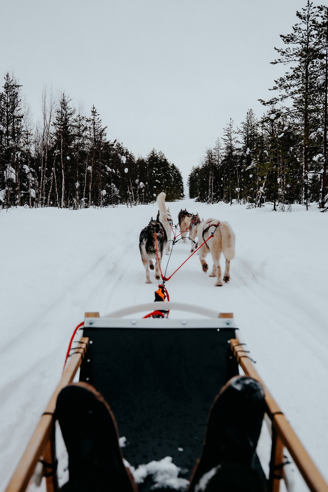 8 Incredible things to do in Lapland