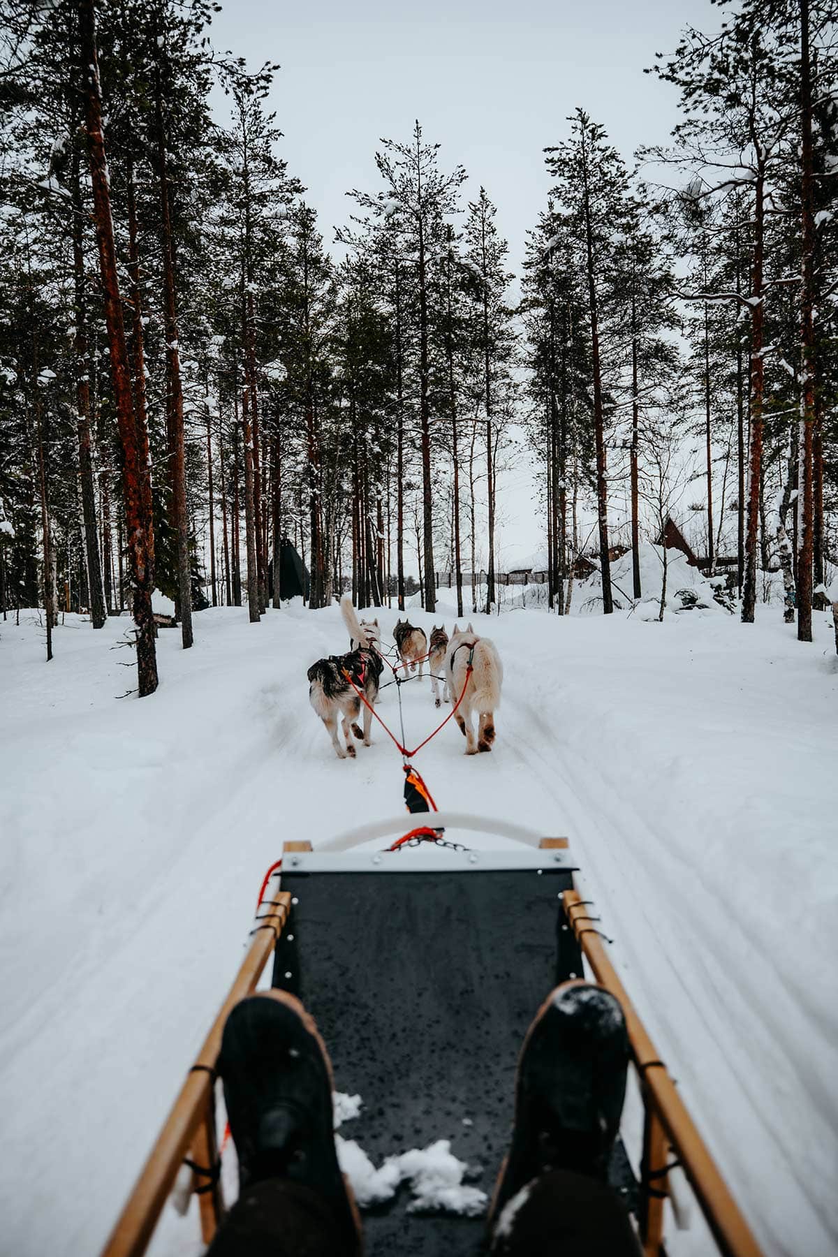 Husky safari | Things to do in Lapland