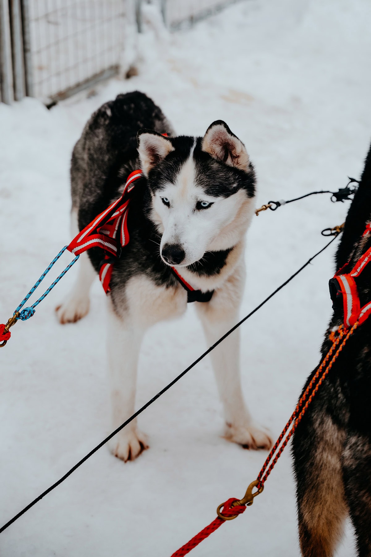 Husky tour | Things to do in Lapland