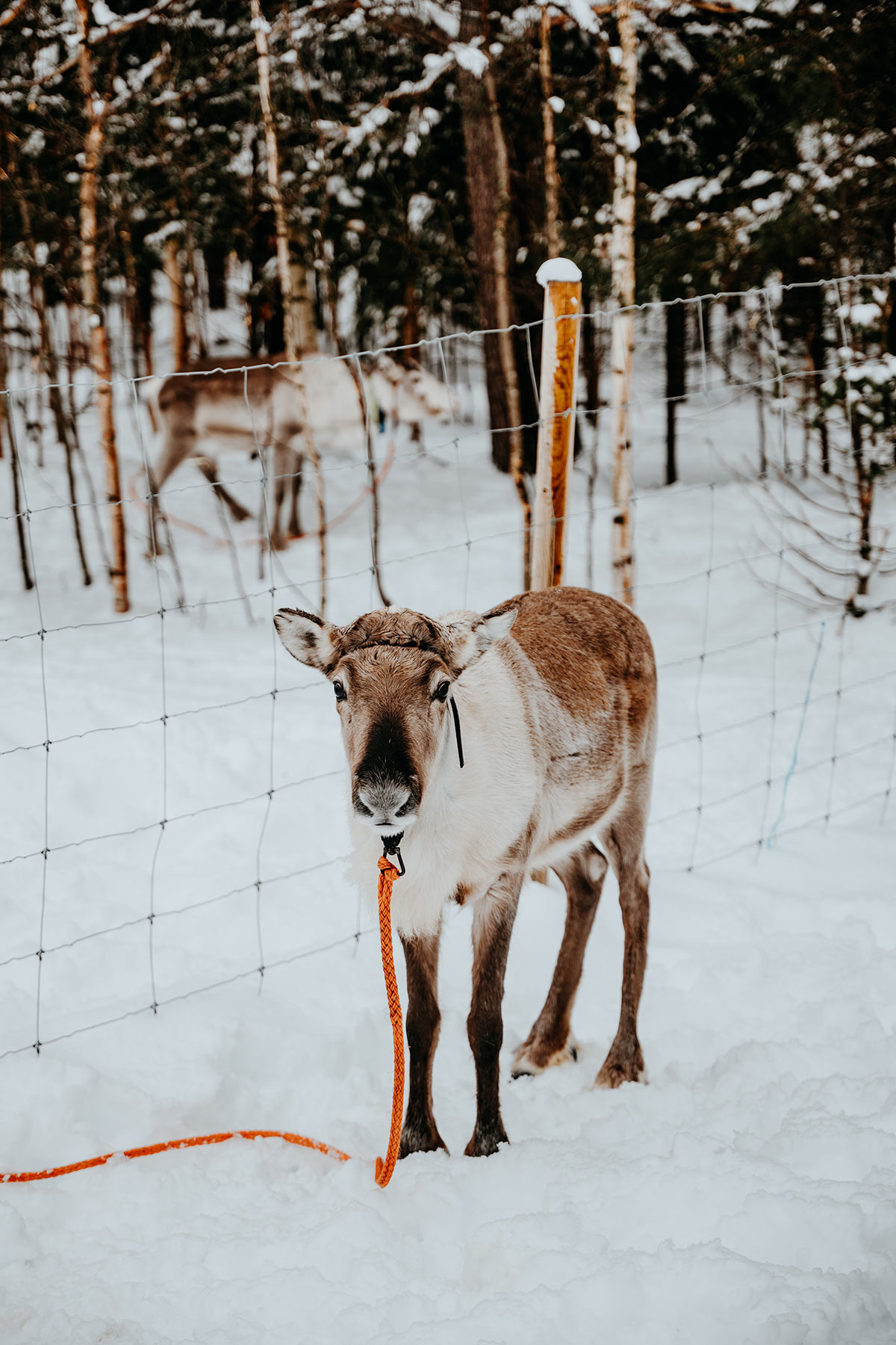 Reindeer farm | Things to do in Lapland