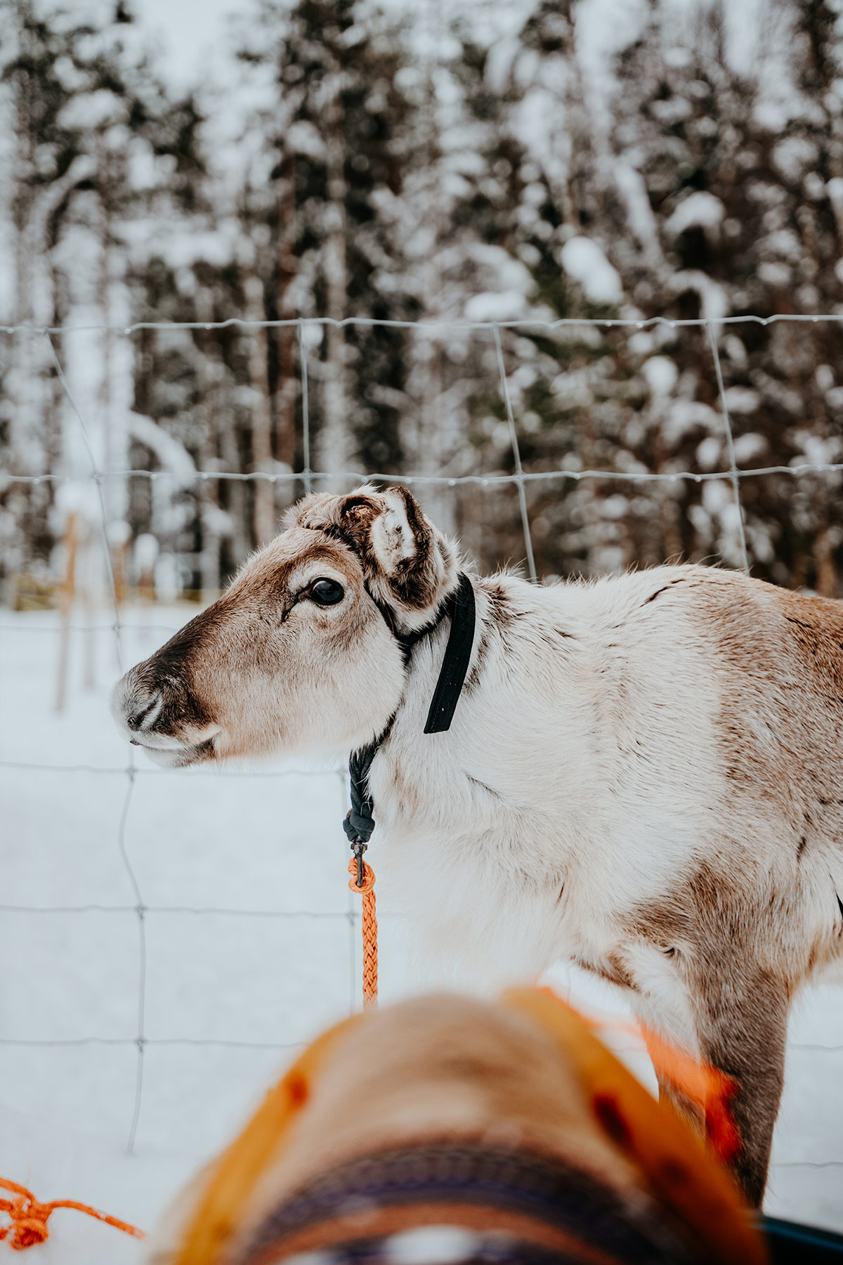 Reindeer | Things to do in Lapland
