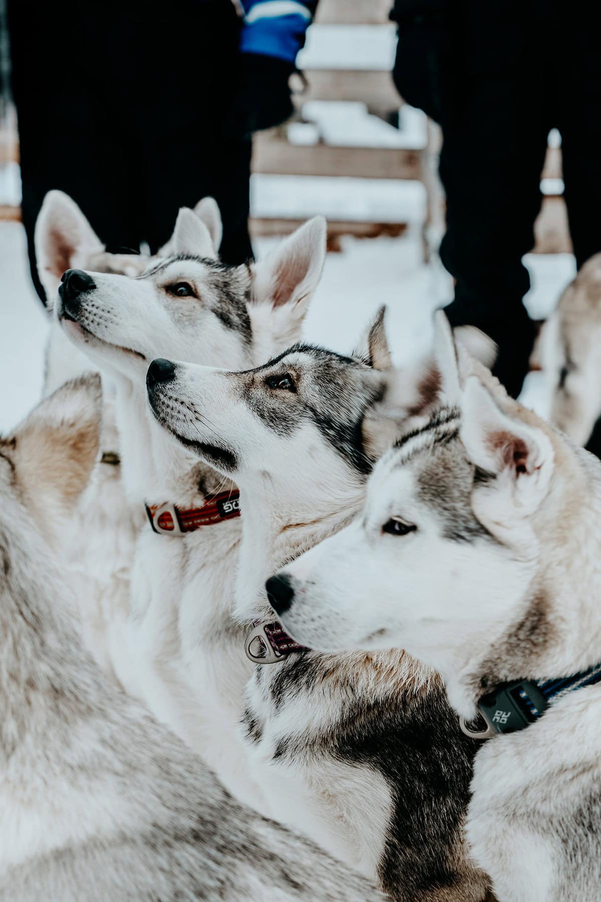 Things to do in Finnish Lapland