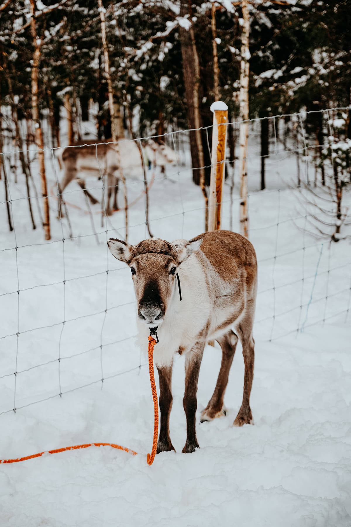 Reindeer farm
