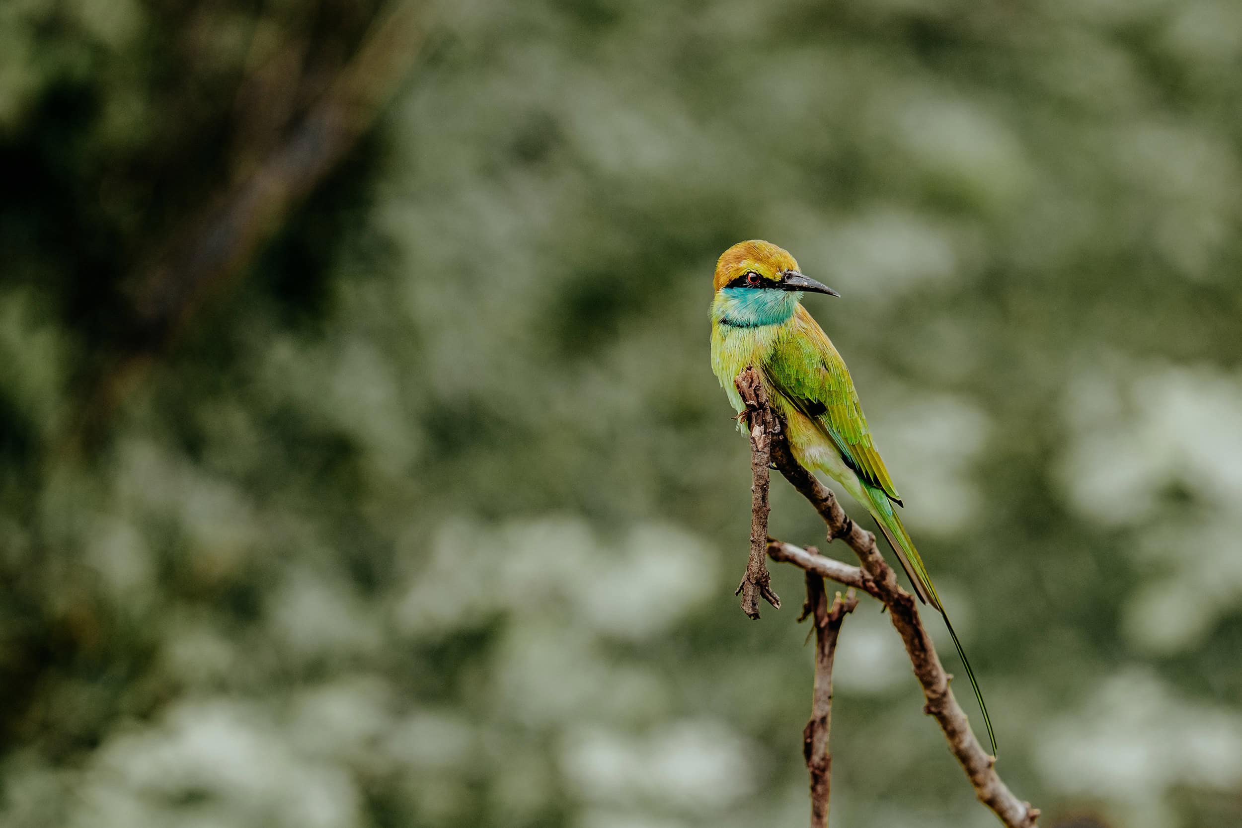 Birds in Udawalawe National Park