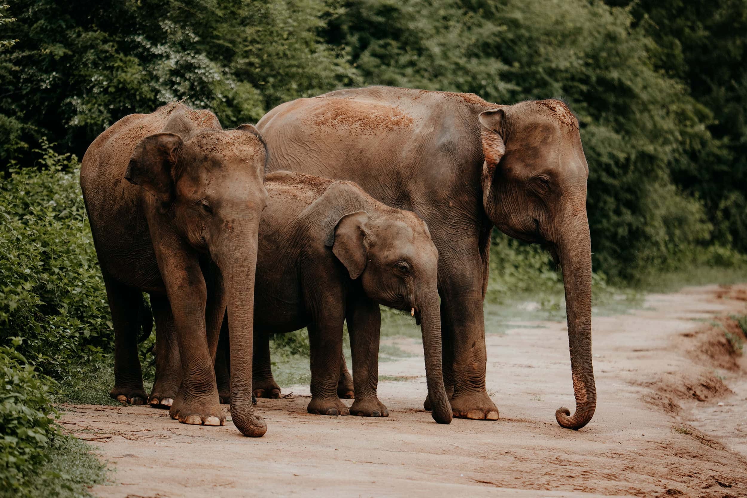 Udawalawe National Park guide