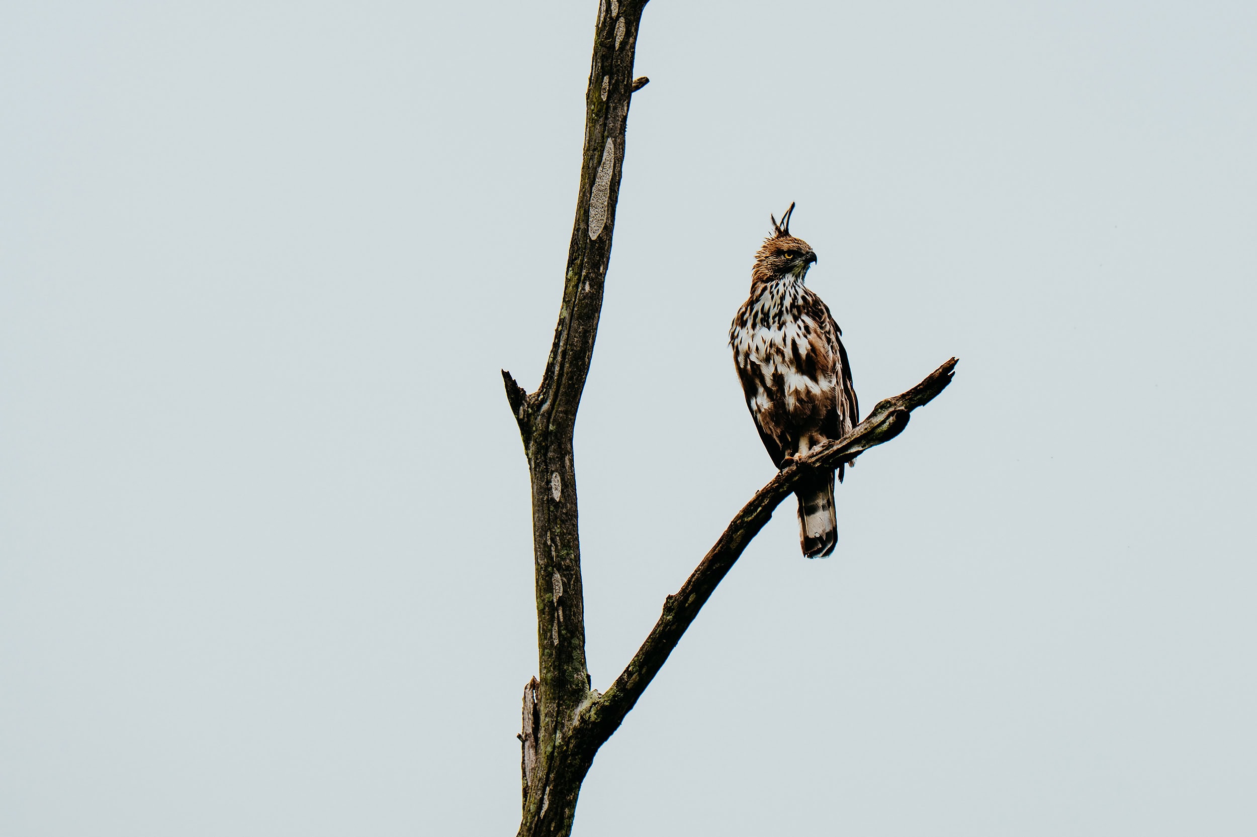 Changeable Hawk Eagle | Birds in Udawalawe National Park